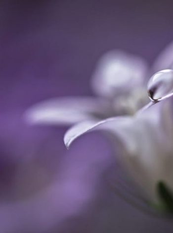 HD-wallpaper-flower-waterdrop-nature-soft