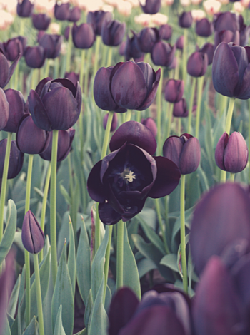tulips lilas